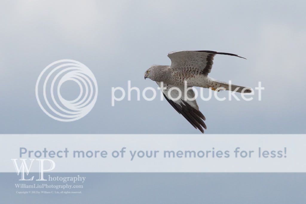 IMAGE: http://i765.photobucket.com/albums/xx291/themadmanazn/Hawk-1.jpg