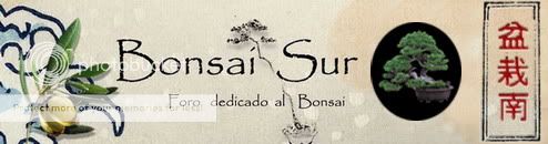 Bonsaisur