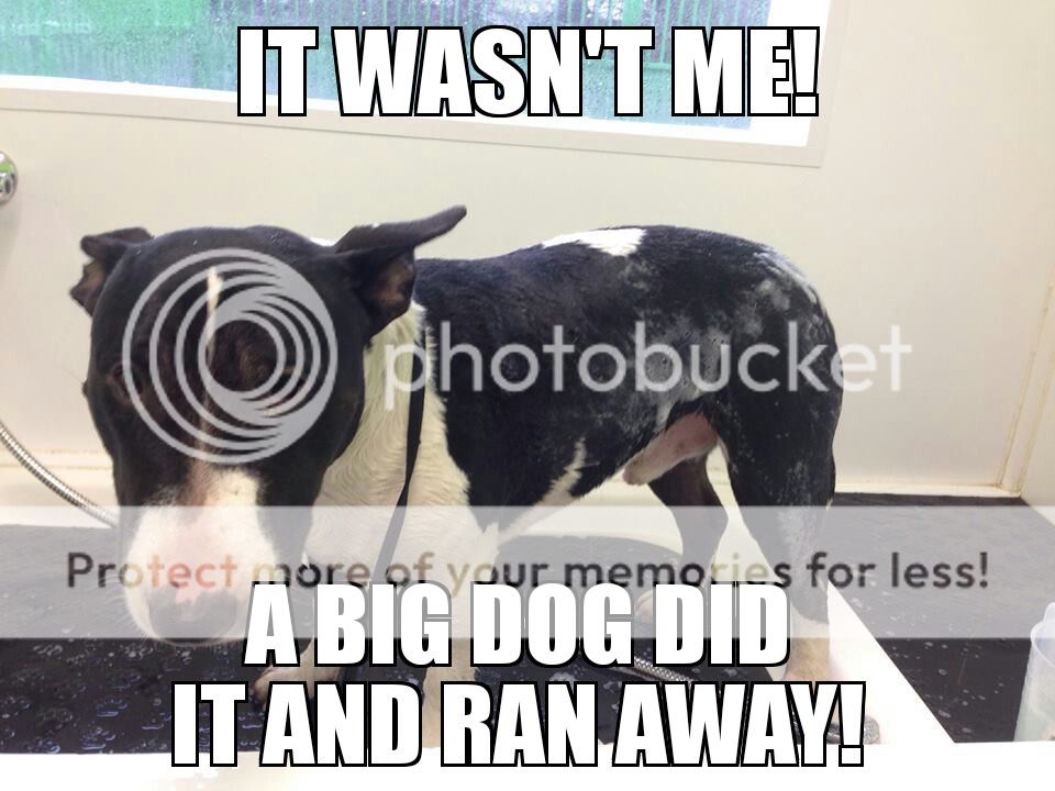 gitdog_zpswvn9bh5h.jpg